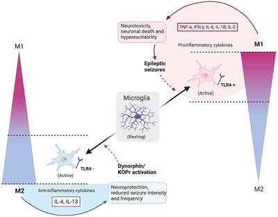 Opioids, microglia, and temporal lobe epilepsy